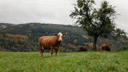 Landmetzgerei-Beisel