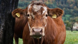 Landmetzgerei-Beisel